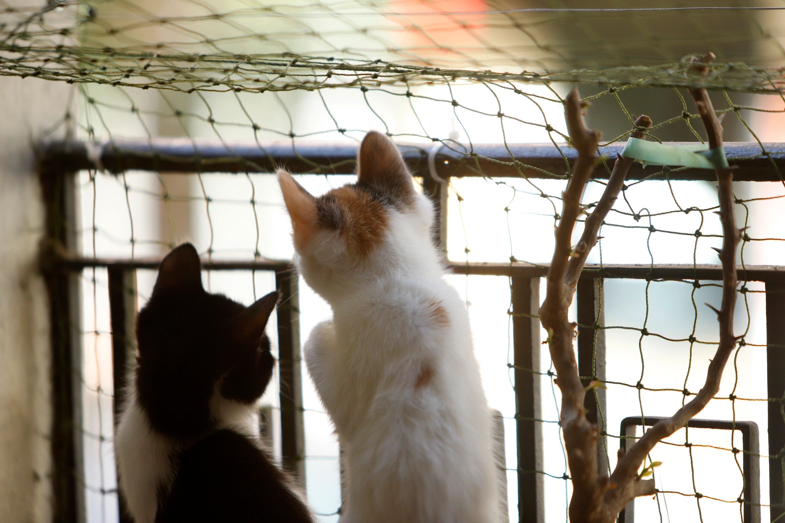 Kedi ve Balkon Güvenlik Filesi
